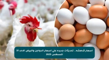أسعار مُدهشة.. تحديثات جديدة على أسعار الدواجن والبيض الأحد 31 أغسطس 2025